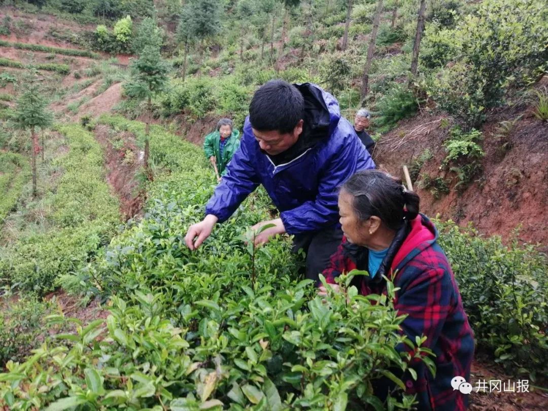 脱贫攻坚感恩奋进茶叶助我奔富路记遂川县巾石乡竹坪村村民吴莲花