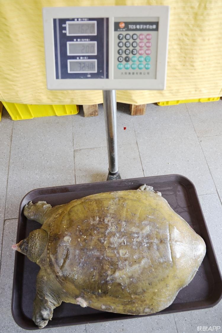 年逾百岁大如锅盖微山湖里钓上36斤重的甲鱼王