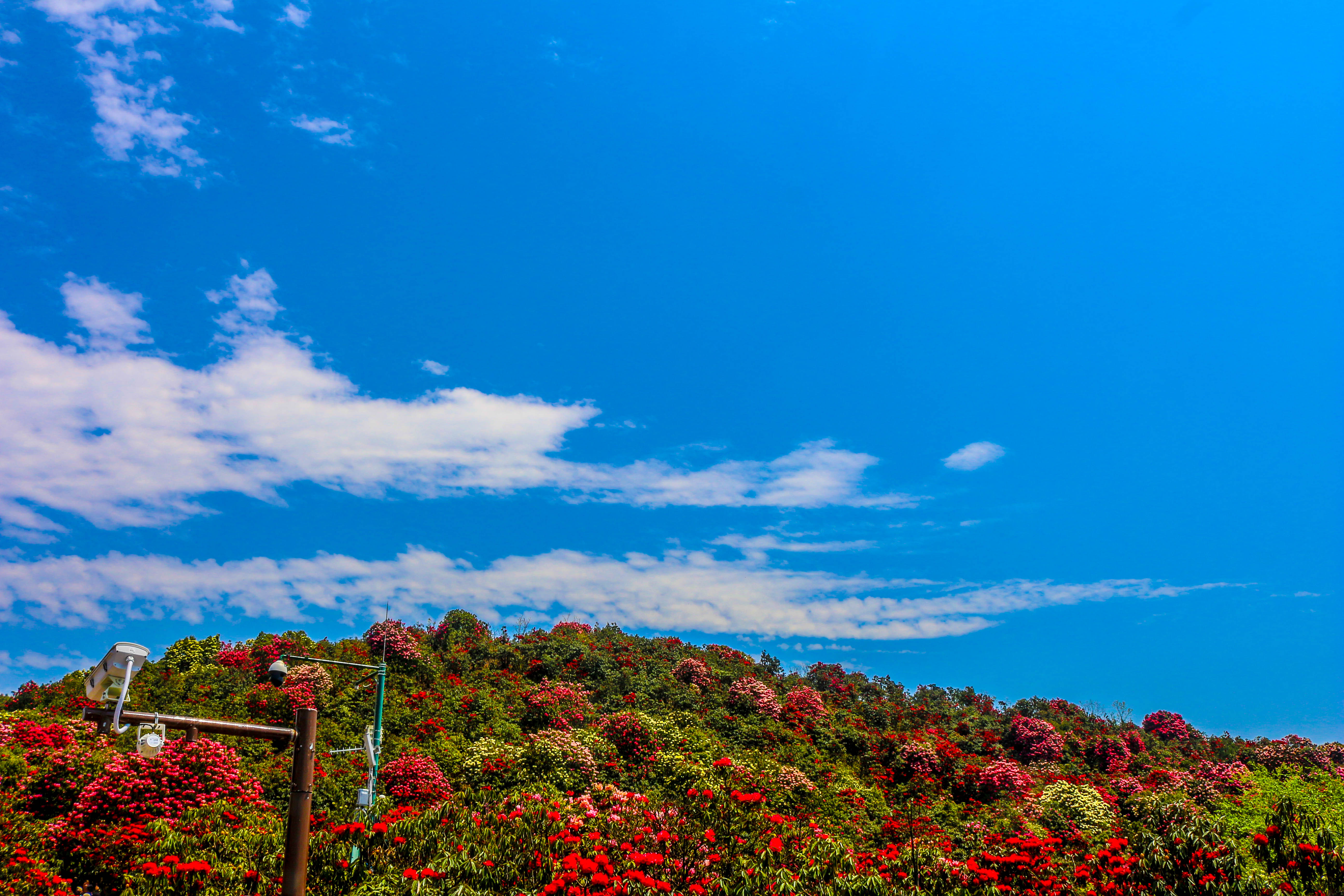 贵州杜鹃花景点图片