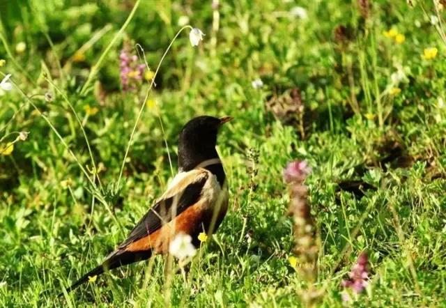 不去稻城去神座一个只有57户的隐秘小村成为人神共居的天堂