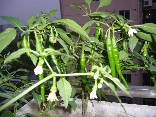 5月阳台种辣椒4点要牢记开花多结的多辣椒挂满枝