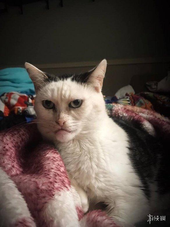 鞋拔子脸地包天猫咪长相撞脸多名导演走红网络