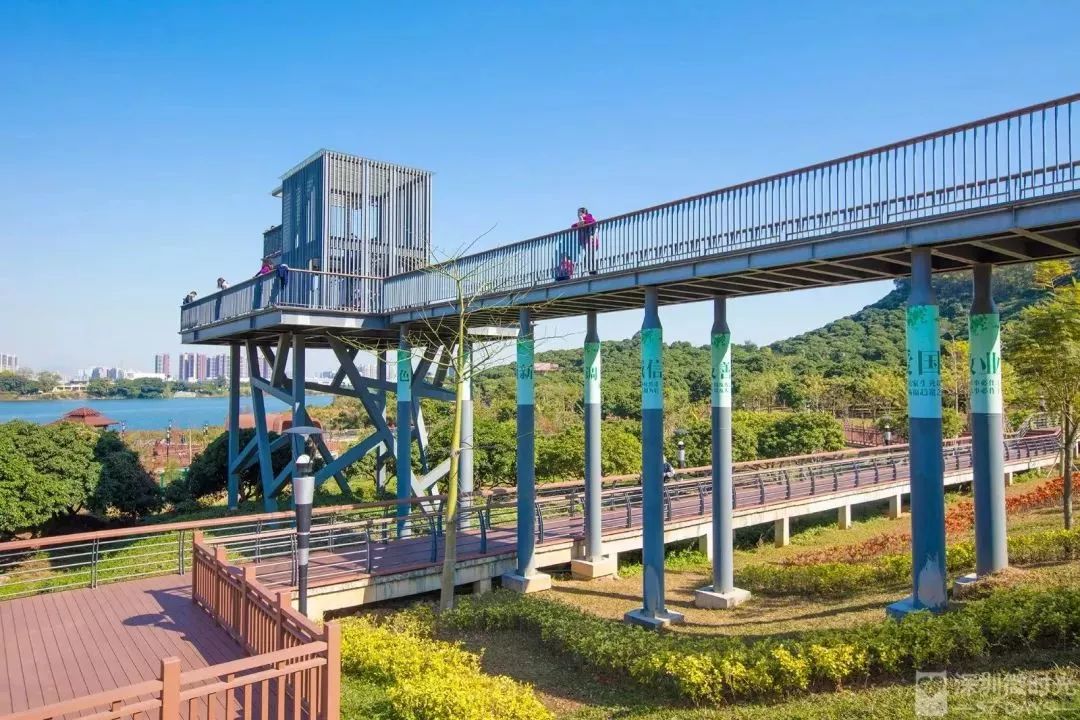 深圳"小西湖",藏着今夏最美花海!_栈道