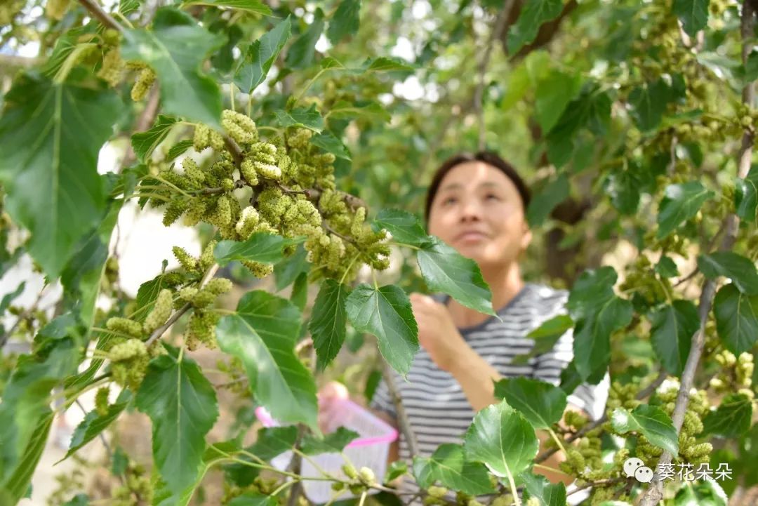 大消息遵化最著名最好吃的初夏养生果熟啦都抢疯了