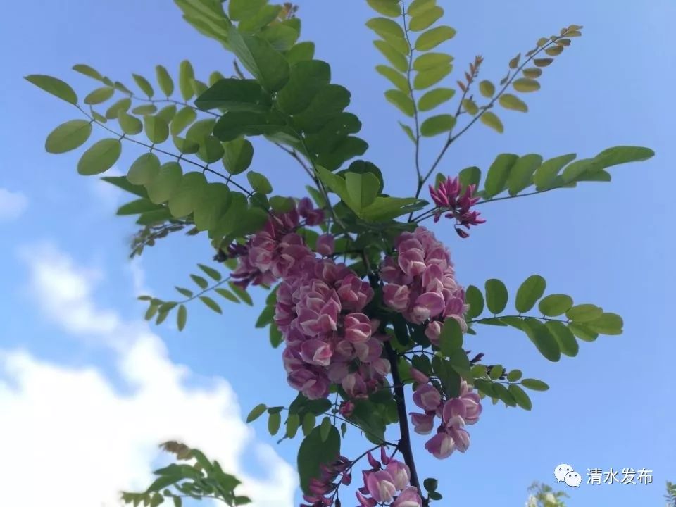 孟夏的清水风光迤逦惹人醉