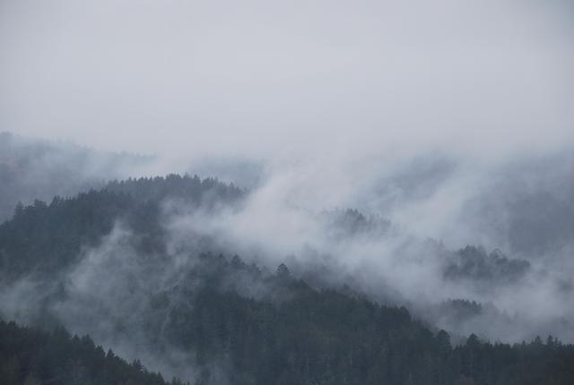 霧裡看山,霧裡看樹,霧裡看水,意境朦朧