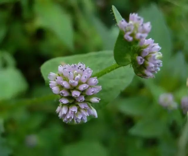 头花蓼花