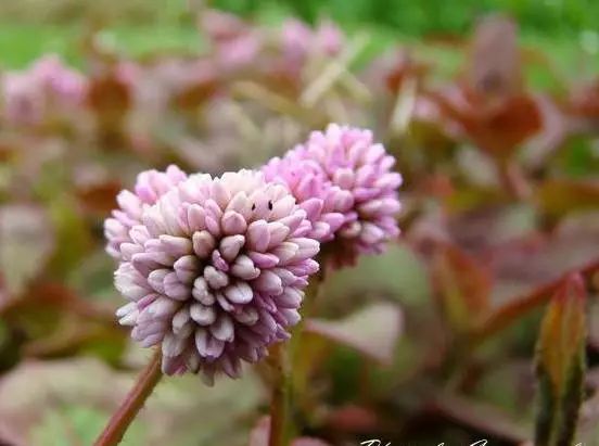 頭花蓼花