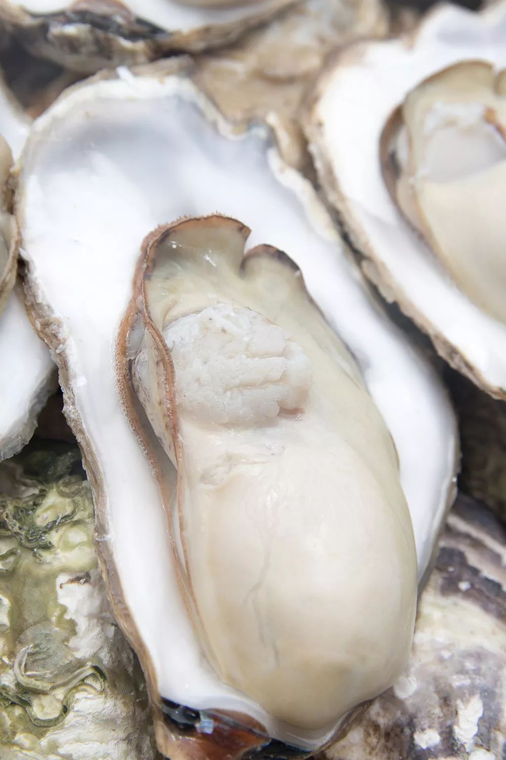 东山岛深海生蚝1只1元起冷链直送到家