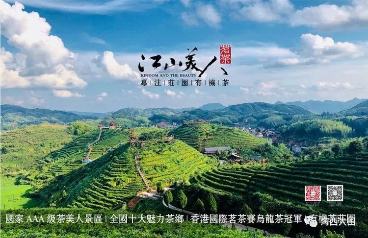 独具特色的大田江山美人茶亮相第三届杭州茶博会