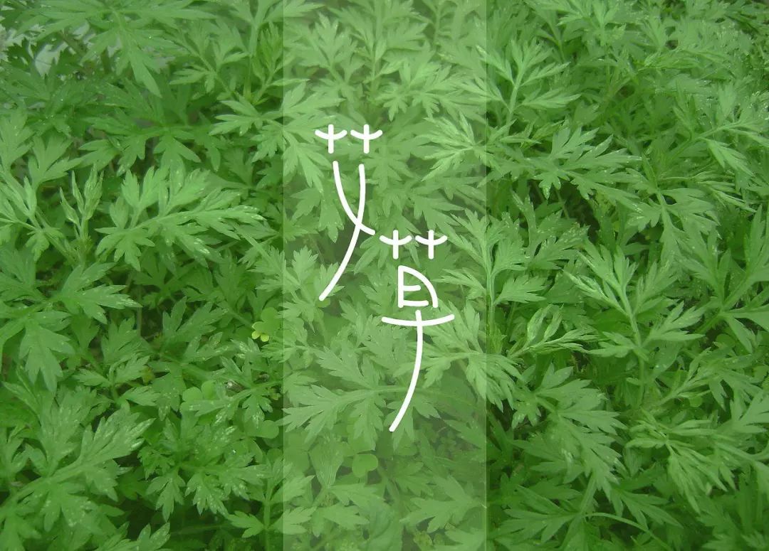 艾草洗澡好处多千年古方祛痱止痒洗完一身舒爽还能驱蚊养肤