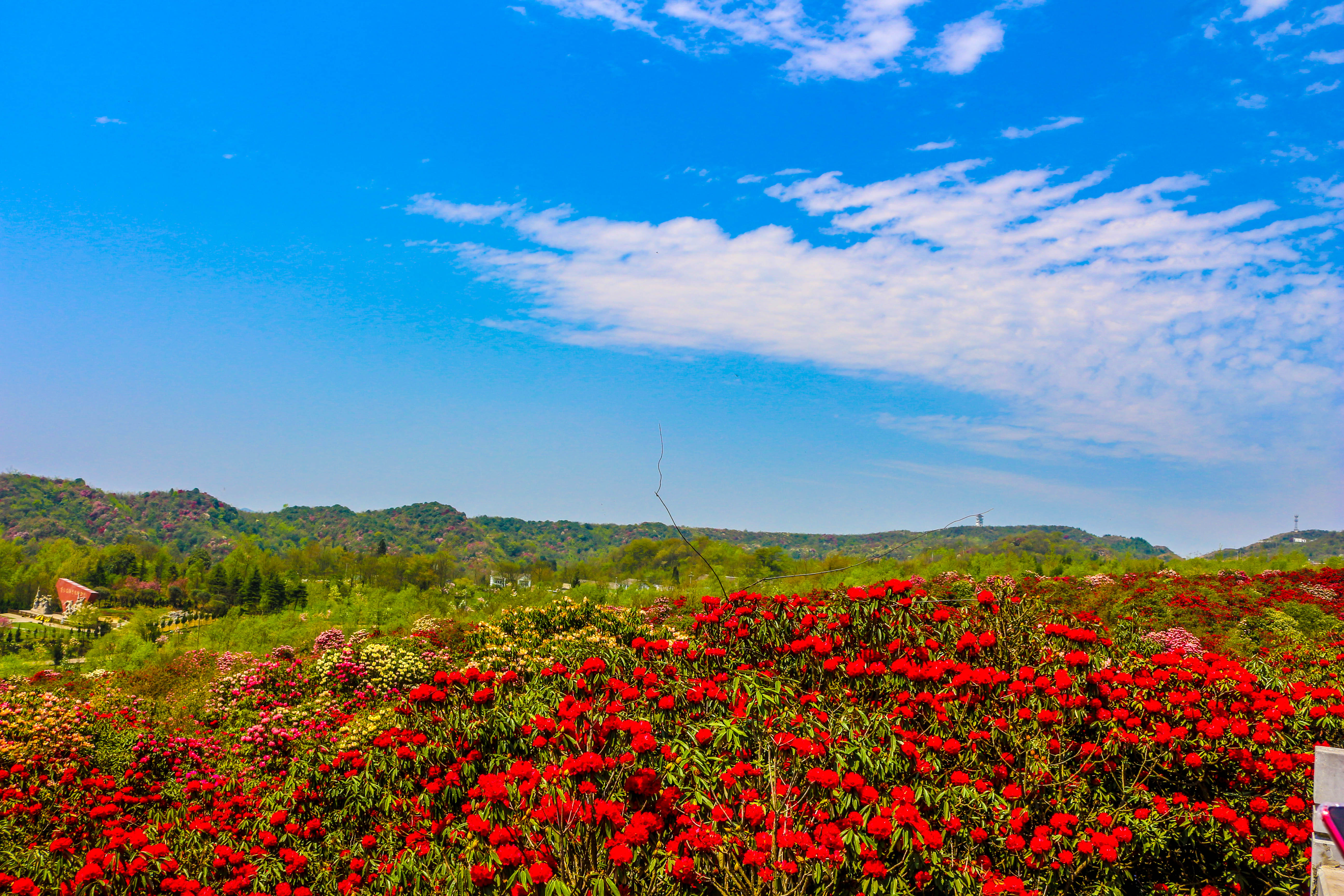 贵州百里杜鹃花景区图片