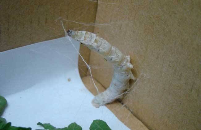 【东幼微课程】第二期:探秘蚕宝宝之旅