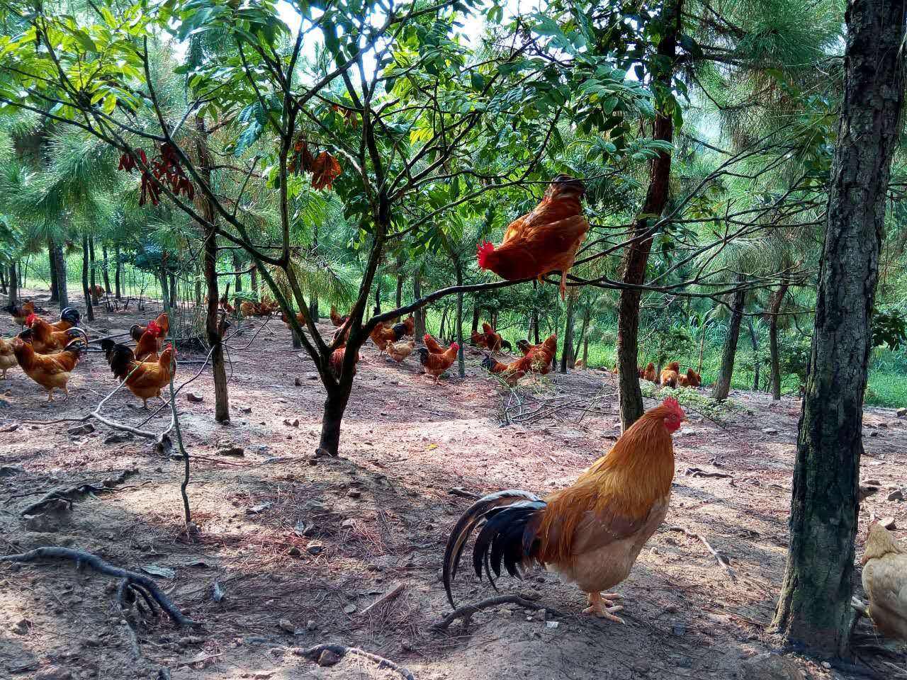 山上养鸡最怕的问题教给你解决的办法