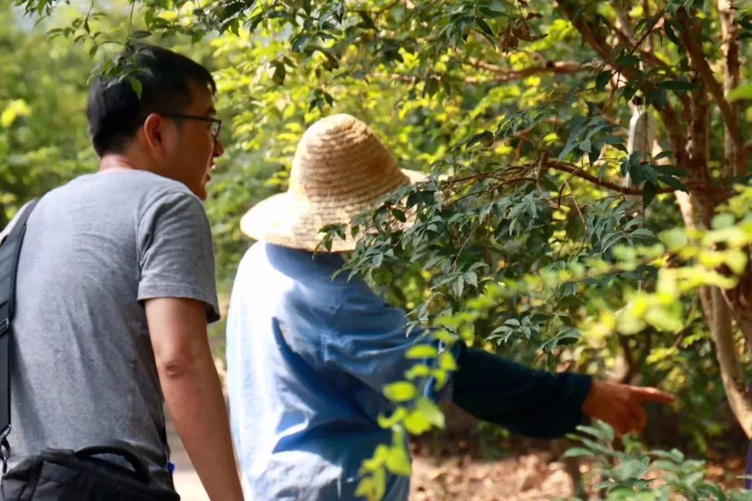 青浦市民休閒好去處打卡攻略聯怡枇杷樂園約您暢享畫意田園