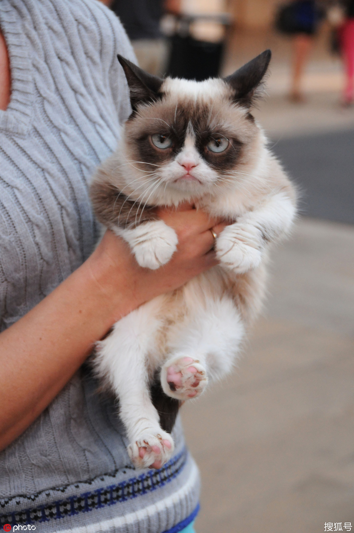 美国网红"不爽猫"去世 臭脸吸粉无数狂揽1亿美元