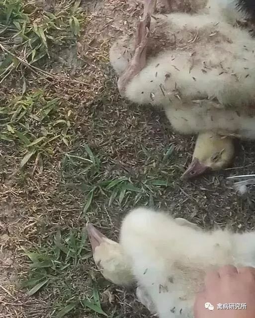 呼吸困难,翻着肚皮死,损失惨重的鹅气囊炎一直是养殖户的心头之患.