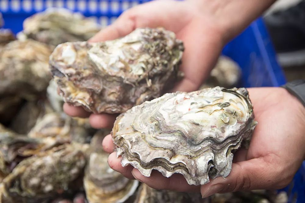 东山岛深海生蚝1只1元起冷链直送到家