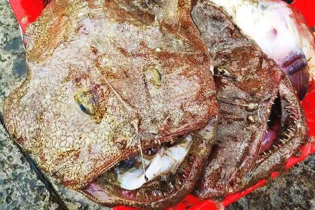 它是一条丑陋的鱼,却拥有一颗温柔的肝_鮟鱇