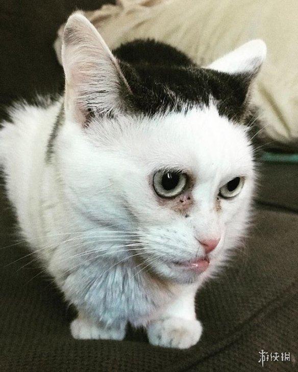 鞋拔子脸地包天猫咪长相撞脸多名导演走红网络