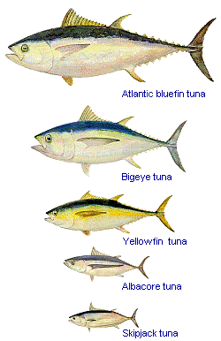 金枪鱼分类图片