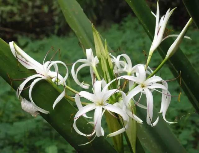 5月19日金牛星座花「附子花&蜘蛛兰」