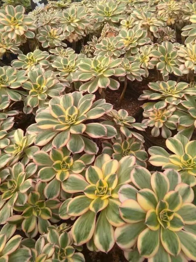 2019年法师莲花掌品种大全攻略