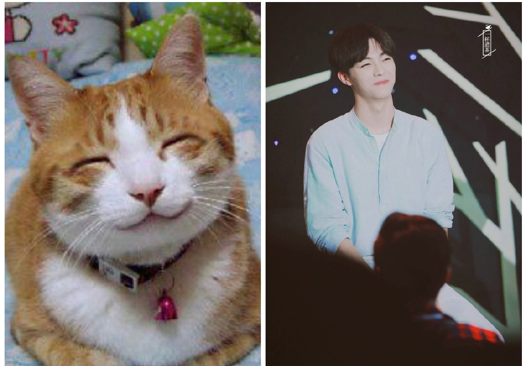 猫系男友陈立农 每一个小表情都像极了小猫咪
