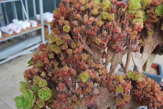 2019年法师莲花掌品种大全攻略