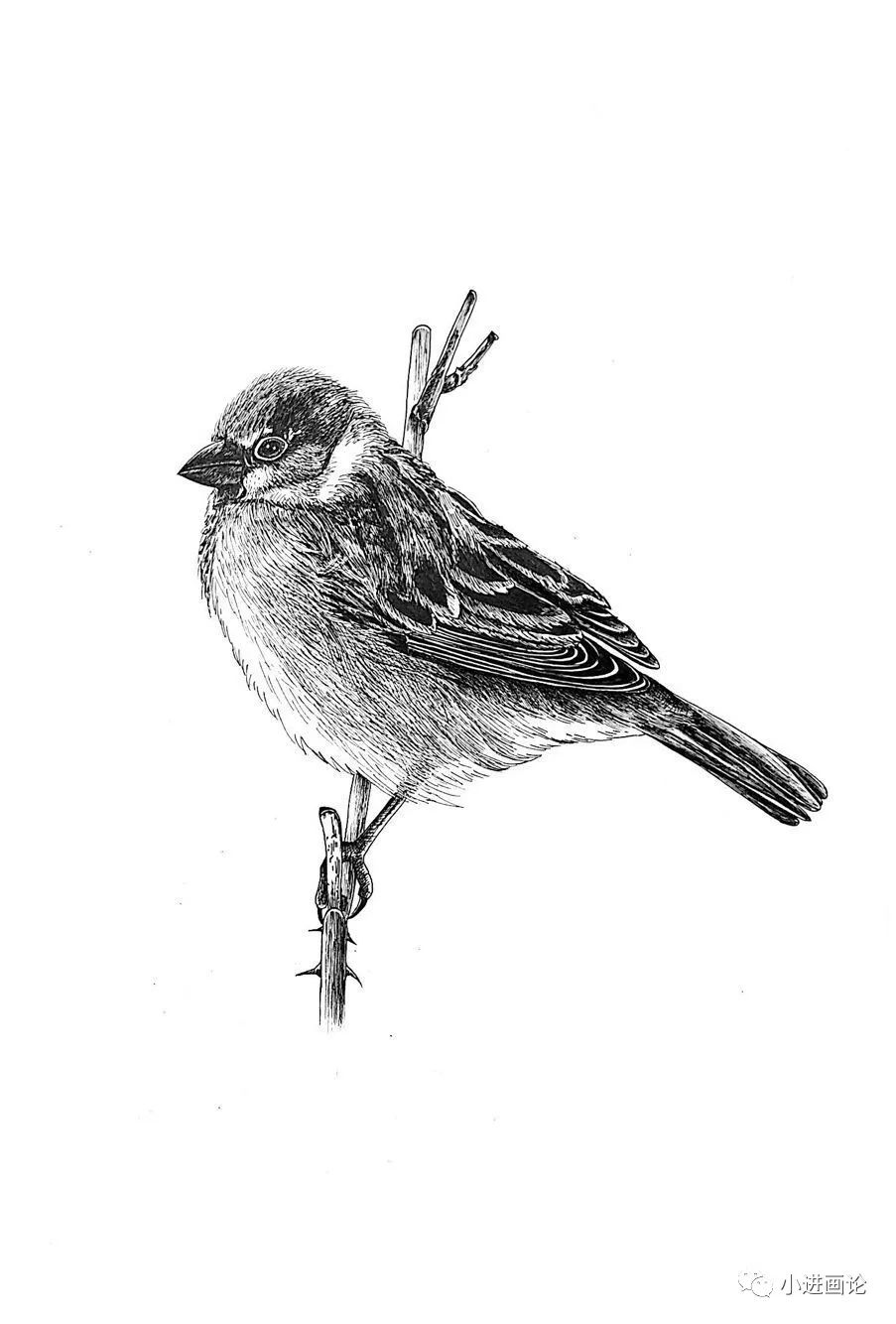 针管笔教程 | 一只麻雀叫喳喳