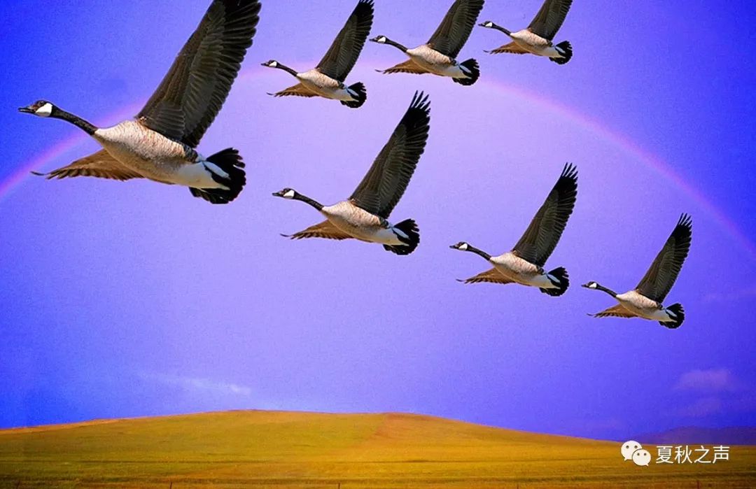 美文播报永远的雁阵