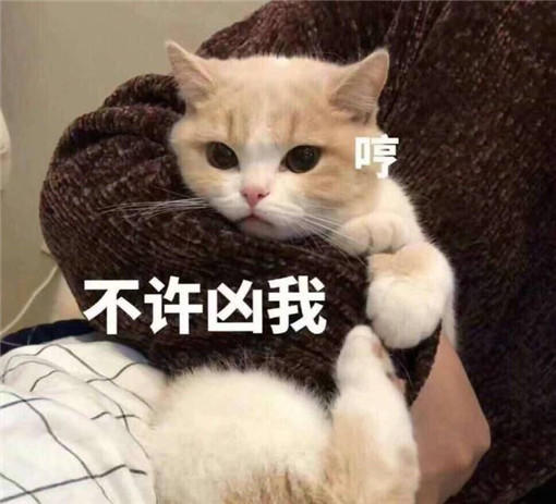 猫鼬我们之中好像混进了内奸小奶猫一脸懵不许凶我哼