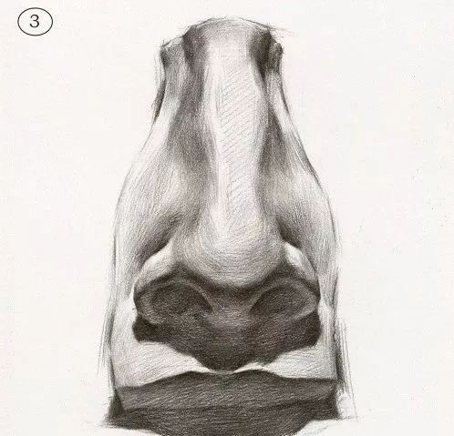 素描石膏头像鼻子剖析