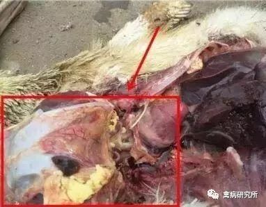 呼吸困难,翻着肚皮死,损失惨重的鹅气囊炎一直是养殖户的心头之患.