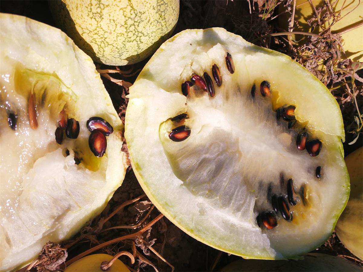 果农种了西瓜却不卖,要摔烂了才值钱,价格翻倍,这瓜你吃过吗?_打瓜