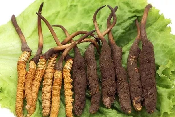 新鲜冬虫夏草的吃法储存想知道的赶紧戳进来