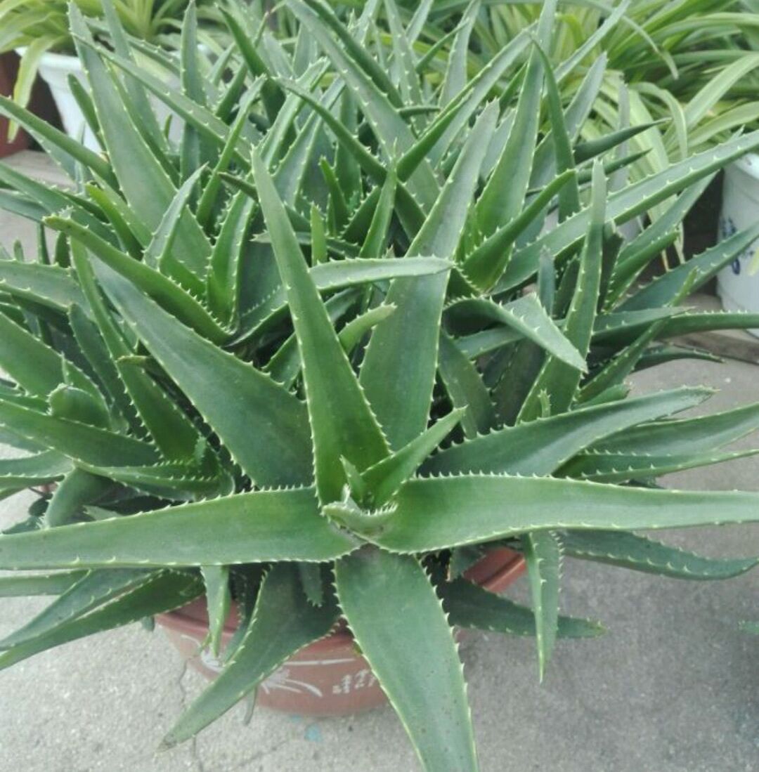 原创盆栽芦荟烂根的具体表现是怎样的芦荟烂根了还会存活吗