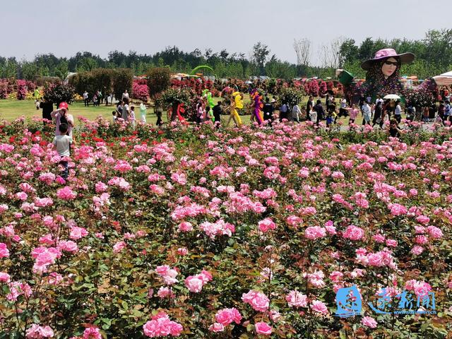 5月19日,在欢快的舞蹈与热烈的掌声中,洋河新区玫瑰小镇开园仪式隆重