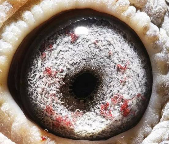 图赛鸽十种眼志特征