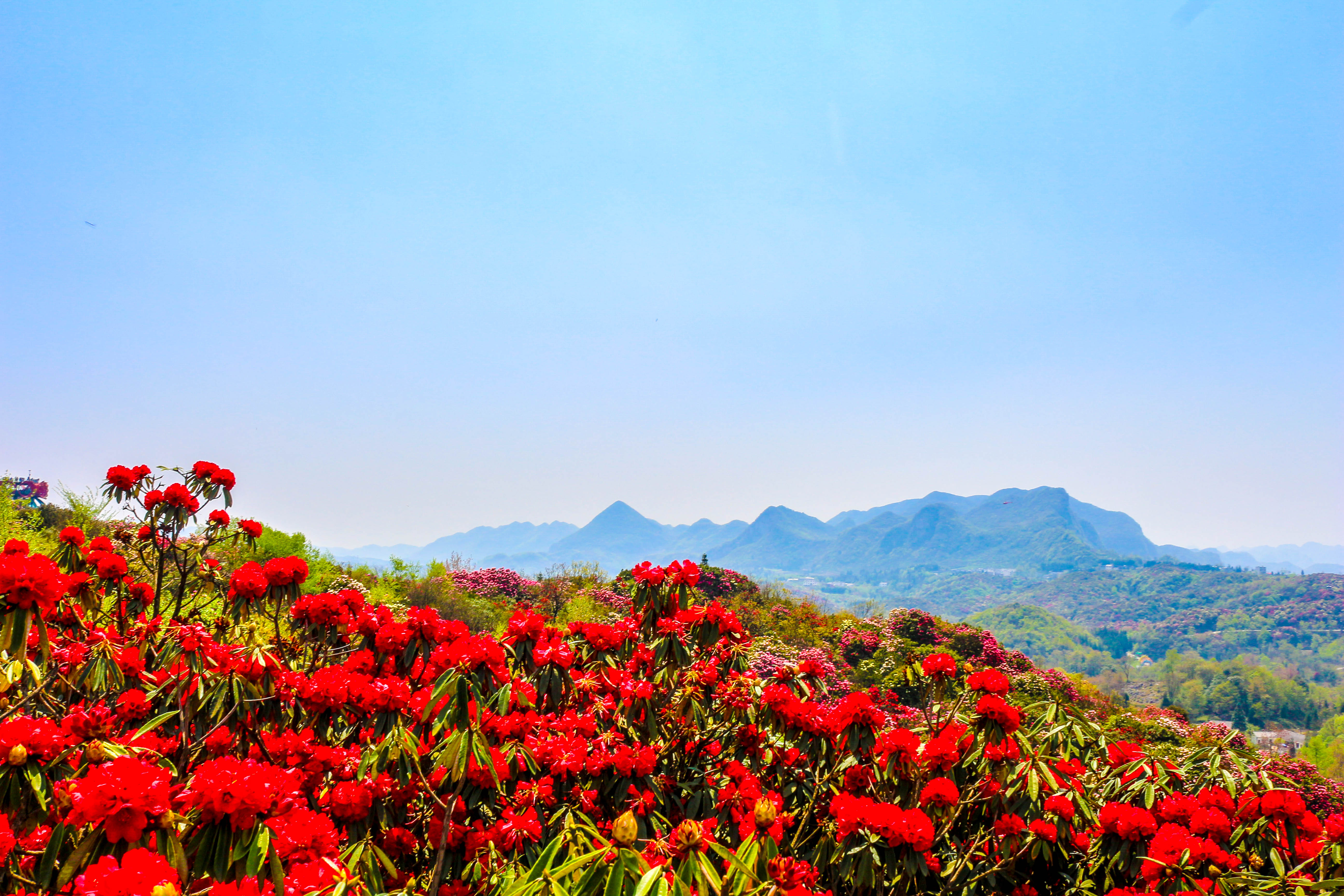 贵州景区百里杜鹃图片