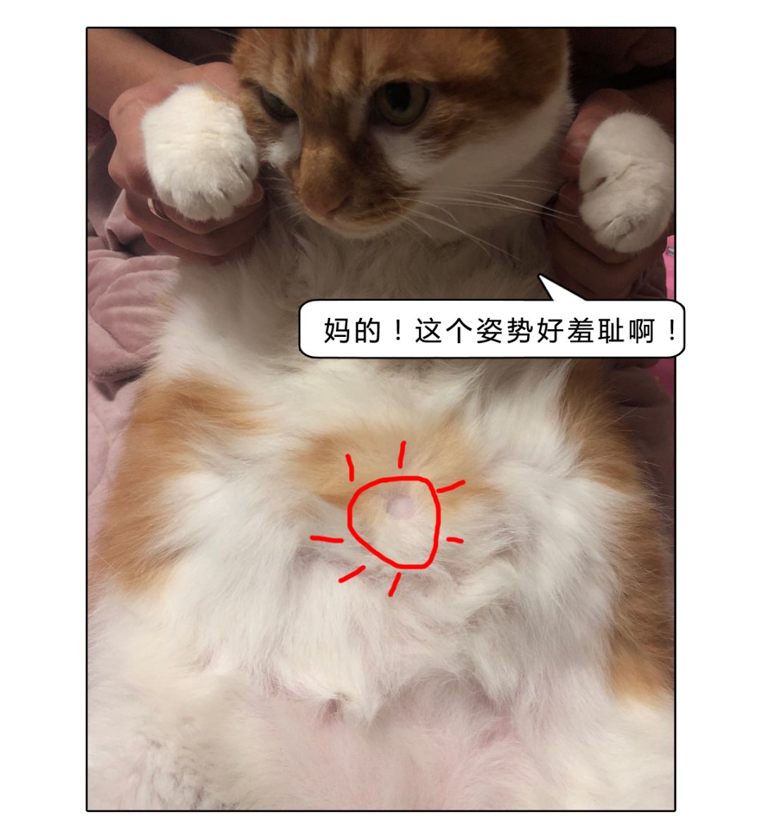 卧槽猫居然有肚脐眼