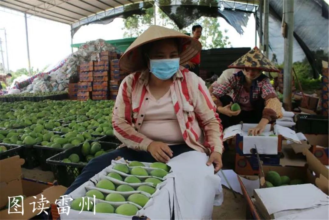 雷州覃斗芒果迎来丰收季农民喜圆致富梦