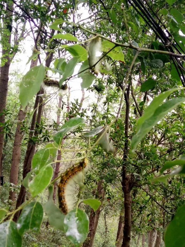 潜山森林公园遭虫灾林业部门投入10余万元治理