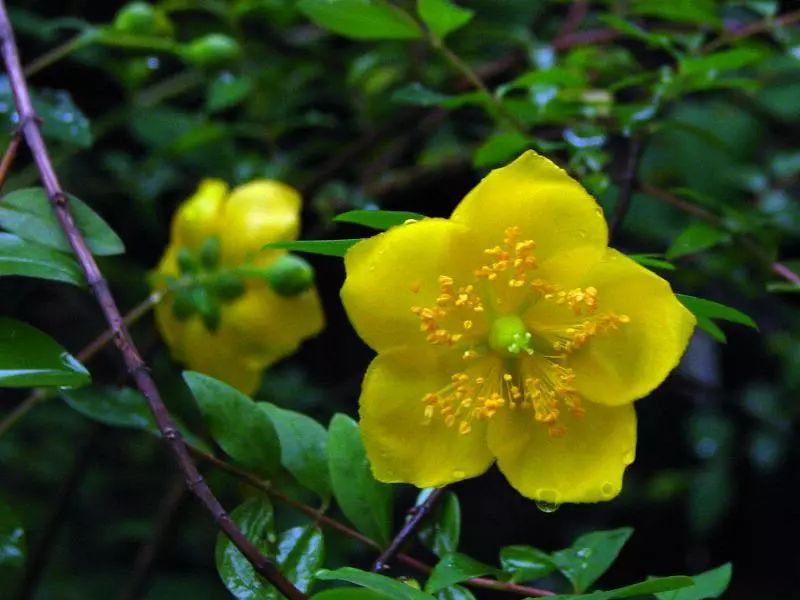 綠植丨勾兒茶是什麼茶金絲桃又是什麼桃