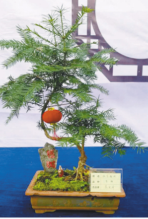 77岁绍兴老人种植的香榧盆景北京世园会上与世界"对话"