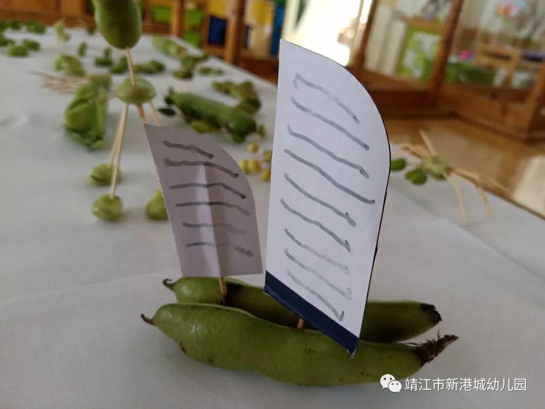 新港城幼儿园学习故事蚕豆丰收了