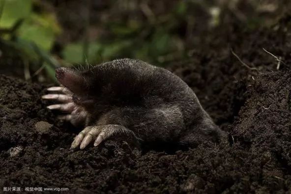 比如鼹鼠,食虫目.