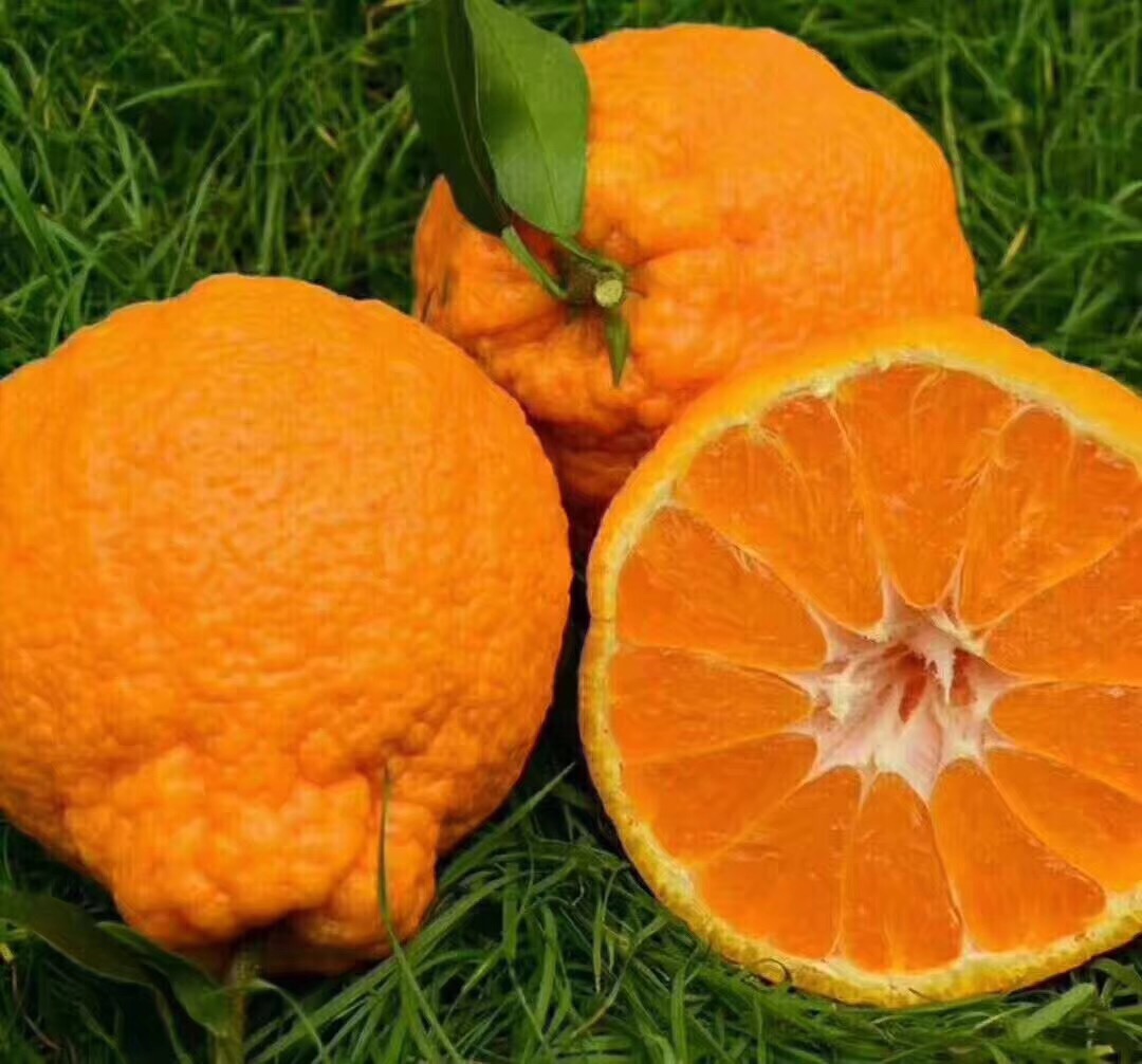 绿品国度不知火丑柑在这看脸的时代我丑得喜人好吃迷人哦