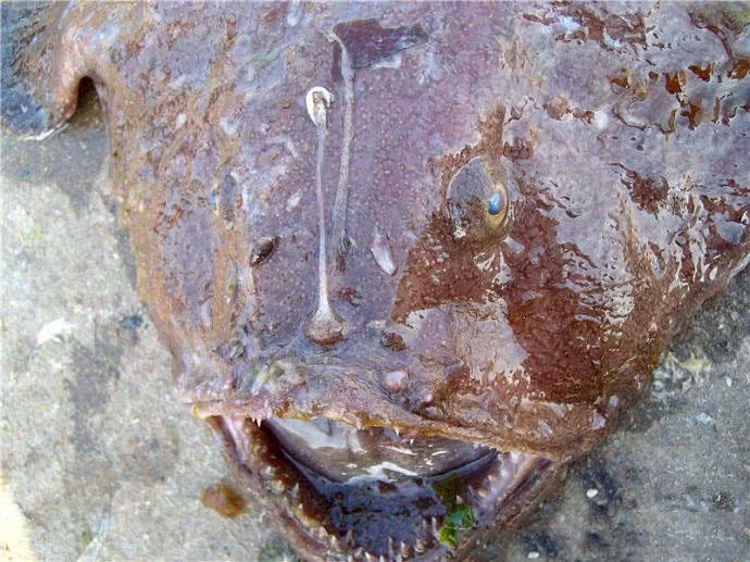 鱼竿上挑着一块银白色的肉质饵,上面有磷光,像盏小电灯在水中闪动.