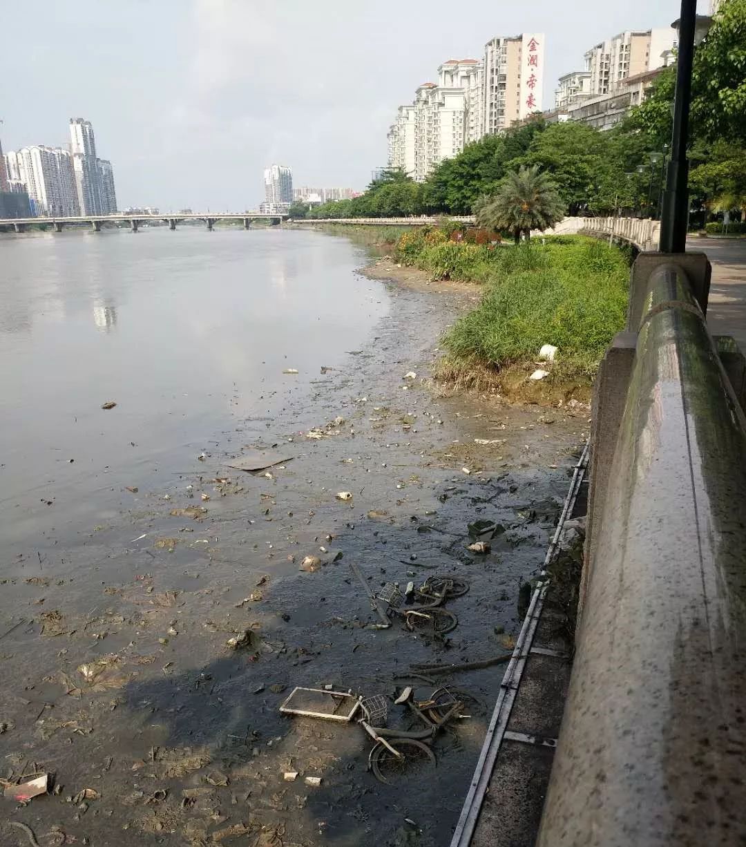 江水退潮,多辆共享单车出现在江边